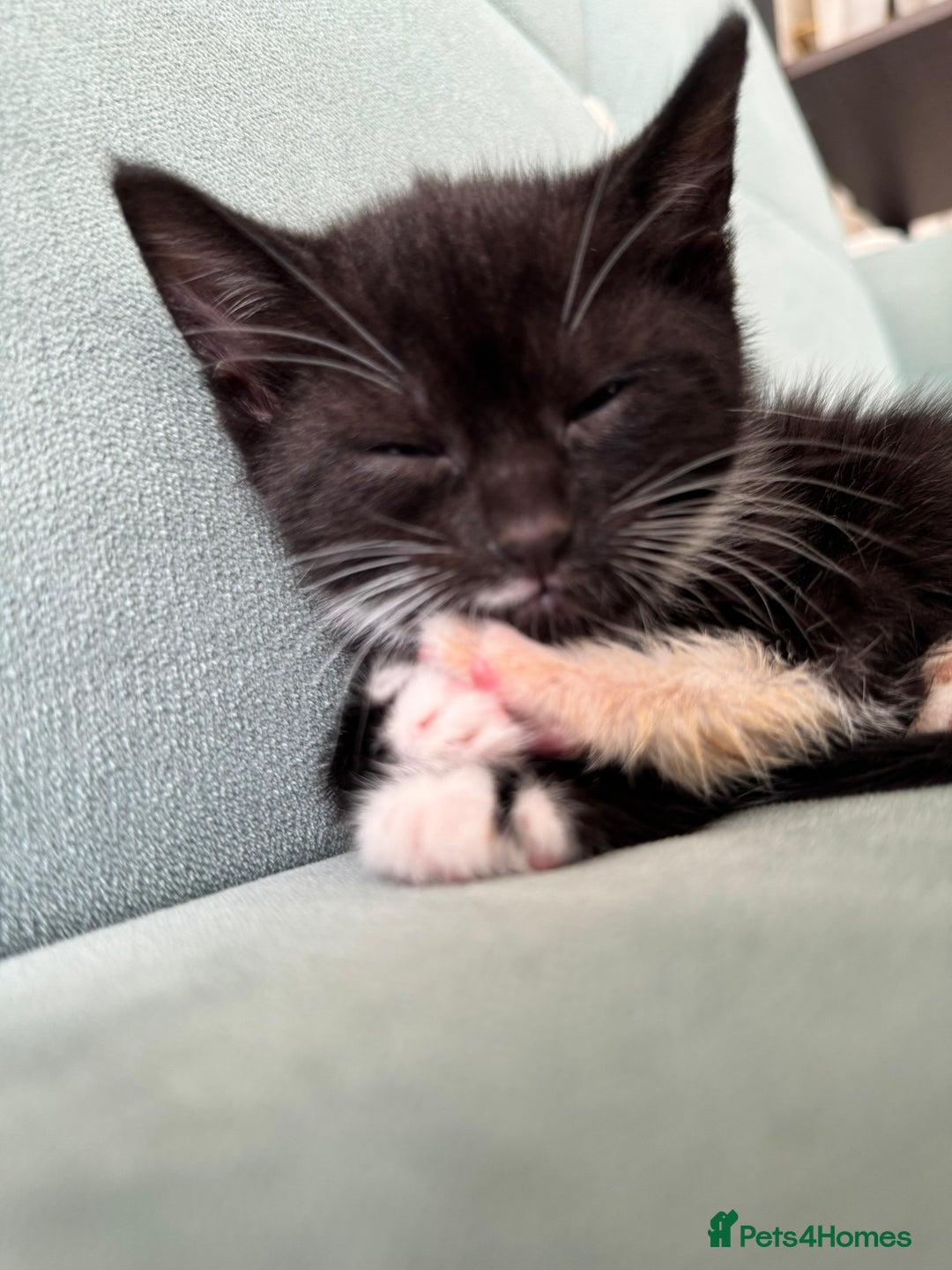 British Shorthair cats for sale: Boy cat - Image 1