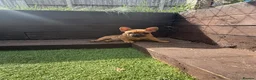 French Bulldog dogs for sale: Beautiful, original red fawns  in Hemel Hempstead - Advert 2