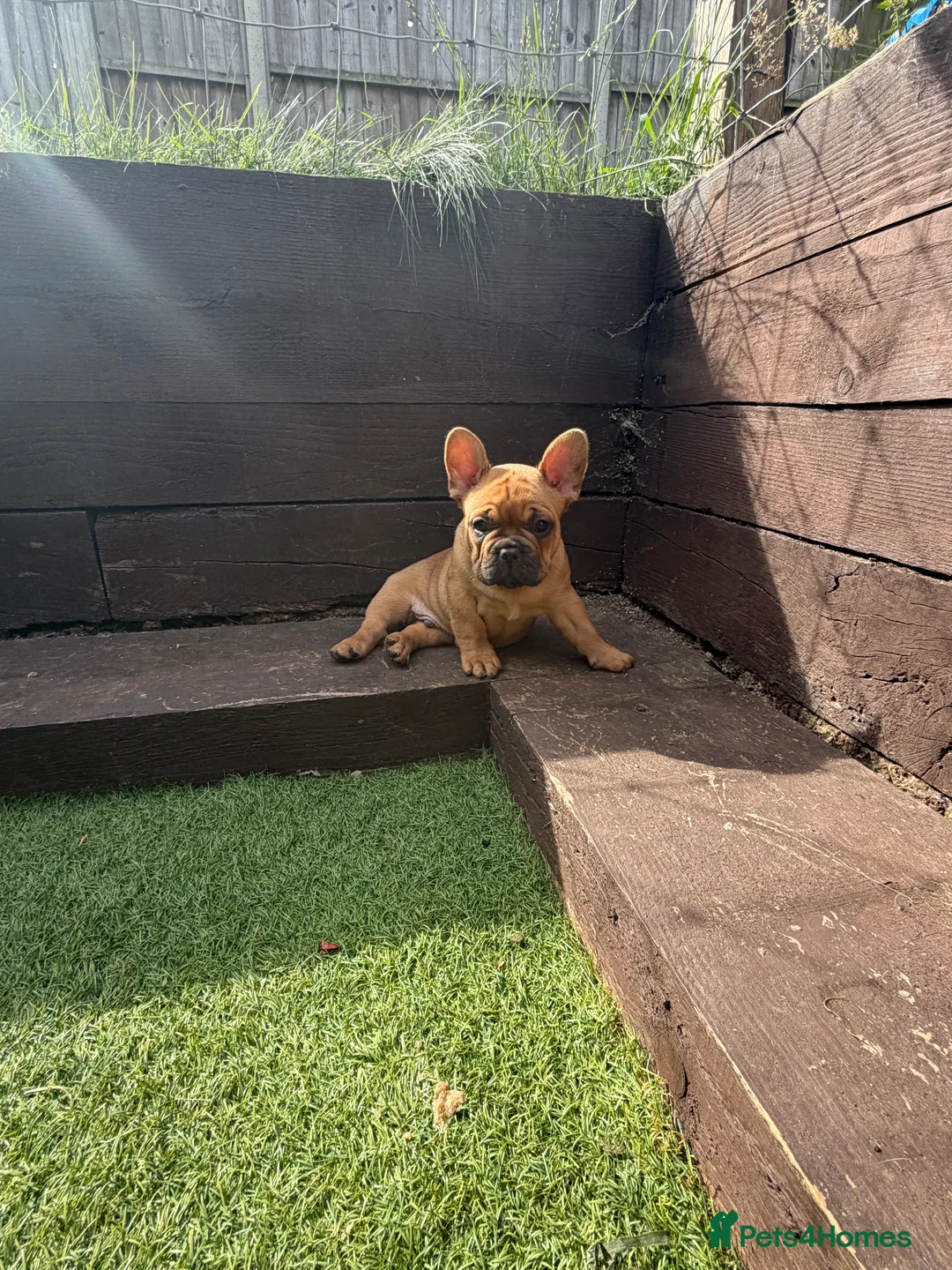 French Bulldog dogs for sale: Beautiful, original red fawns  in Hemel Hempstead - Advert 2