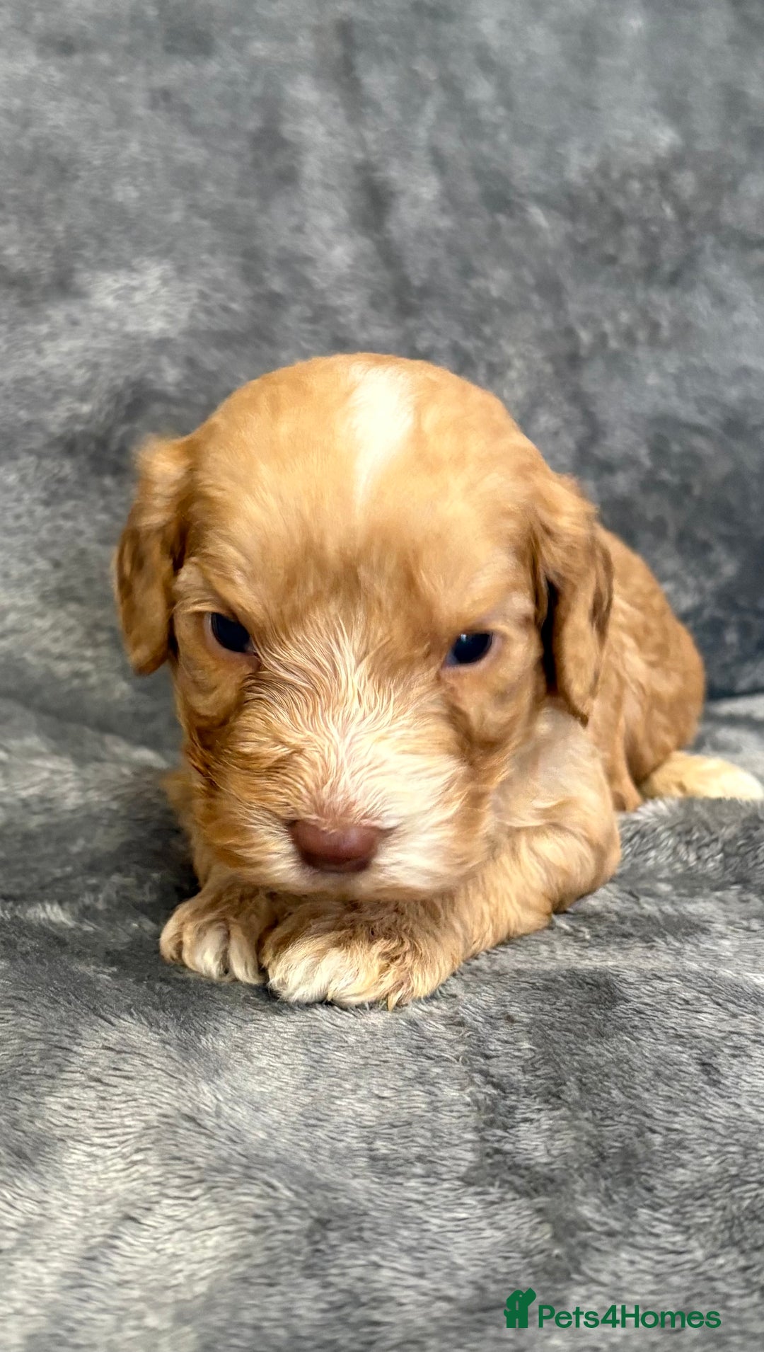 Cockapoo dogs for sale: Cockerpoo puppies from health tested parents.  - Advert 8