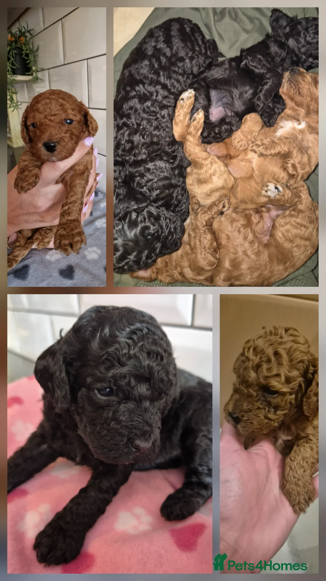 Cavapoo dogs for sale: **TOY Cavapoo Ready Now!! 1 black girl left - Advert 2