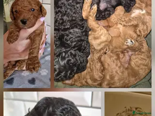 Cavapoo dogs **Stunning Cavapoo puppies** **2girls 2 boys*** - Advert 2