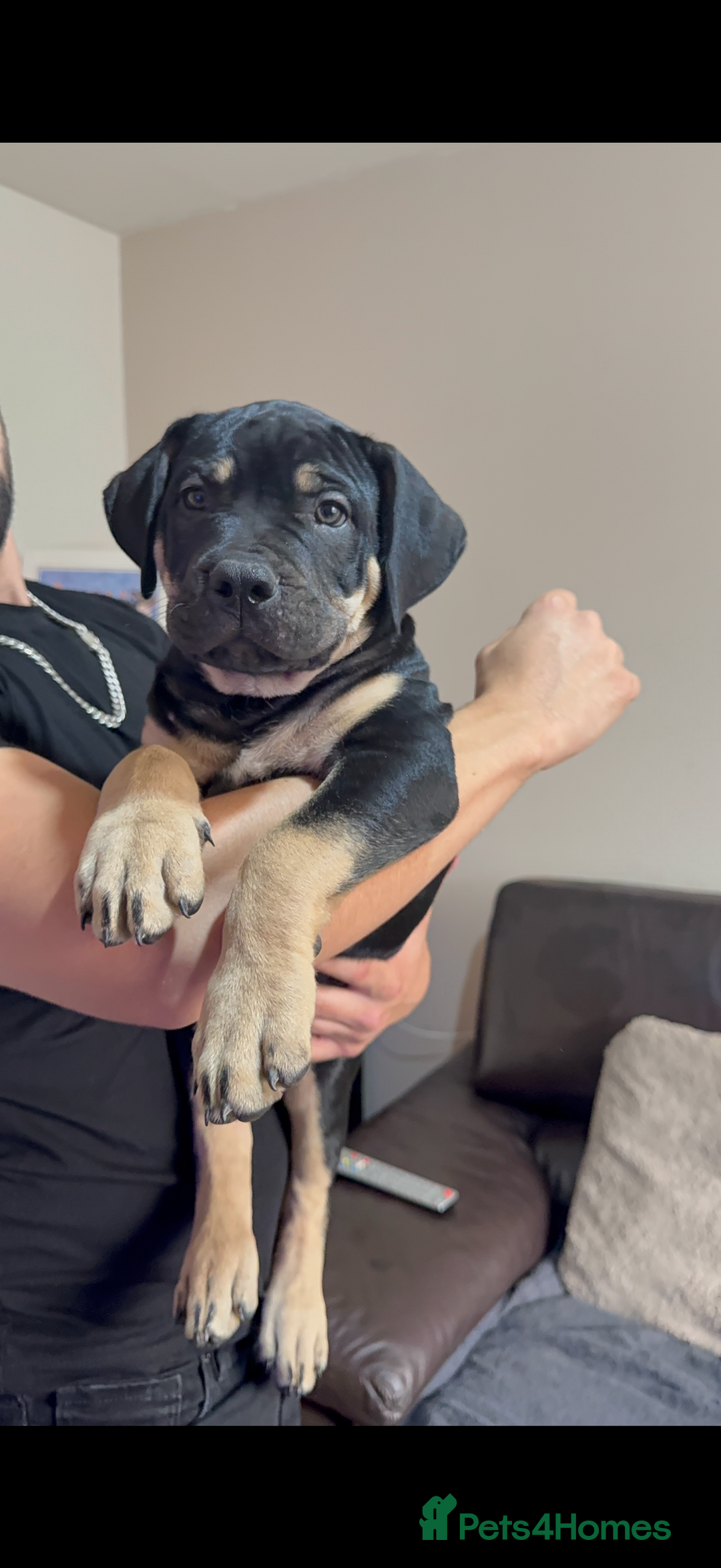Mixed Breed dogs for sale: Ready for there forever homes  - Image 2