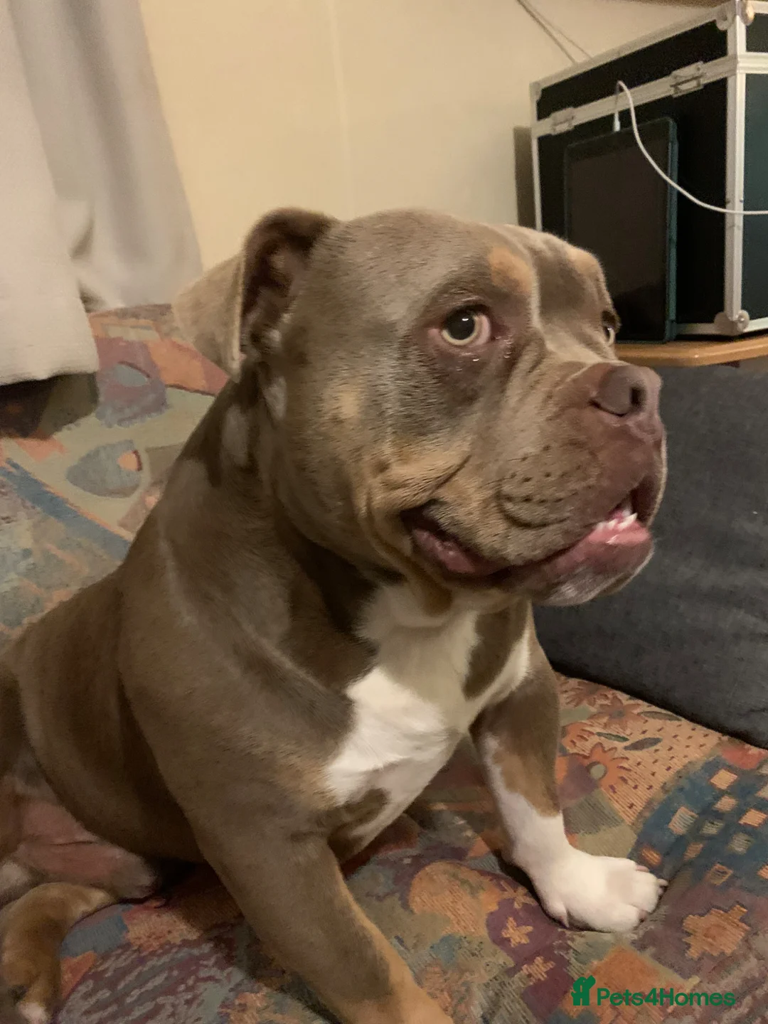 American Bully dogs for stud: Blue for studding in Banstead - Advert 2
