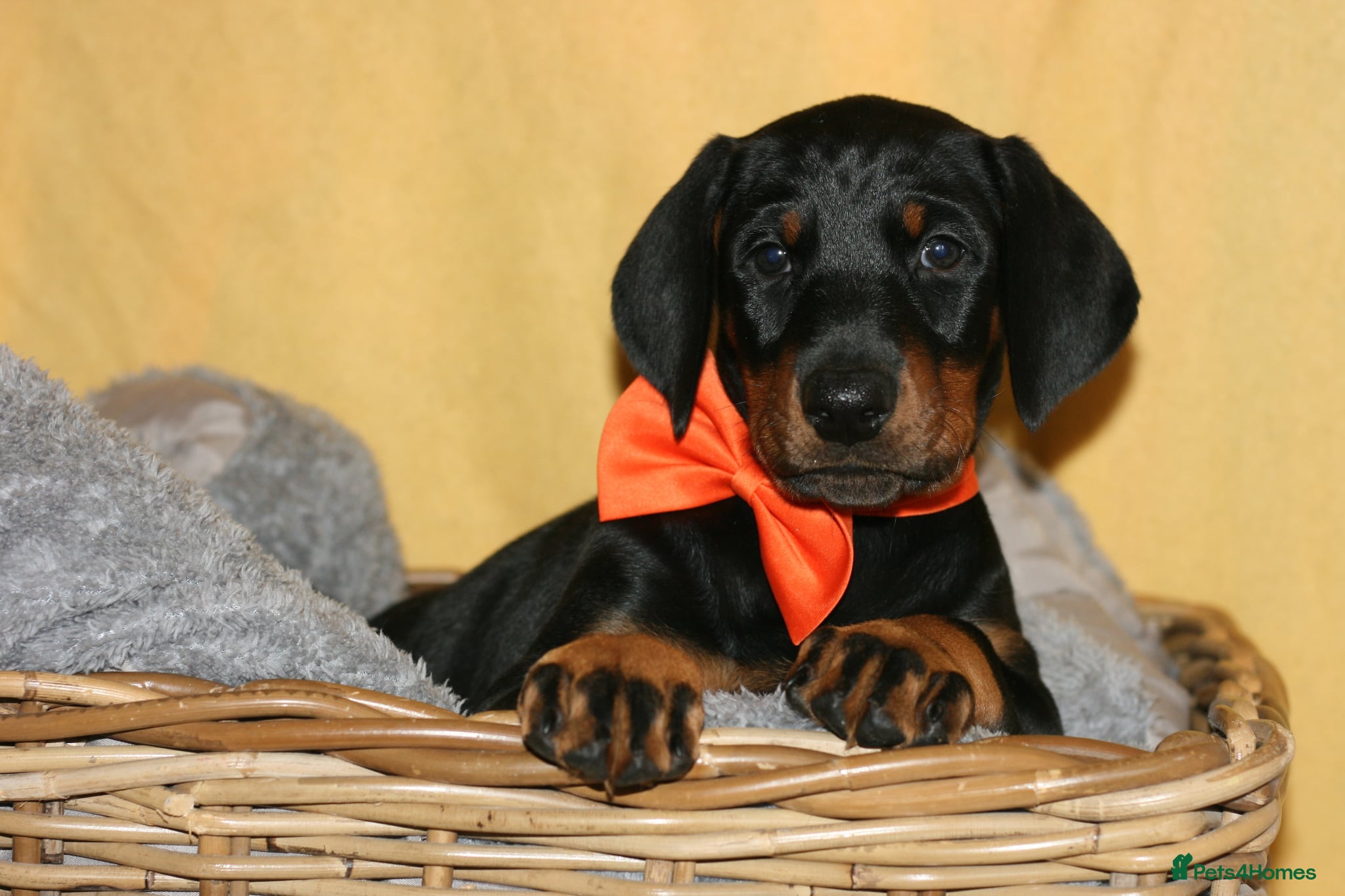 Dobermann dogs Evalesco Dobermanns - Advert 11