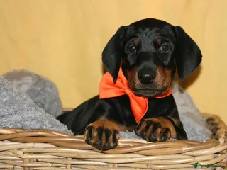 Dobermann dogs Evalesco Dobermanns - Advert 11