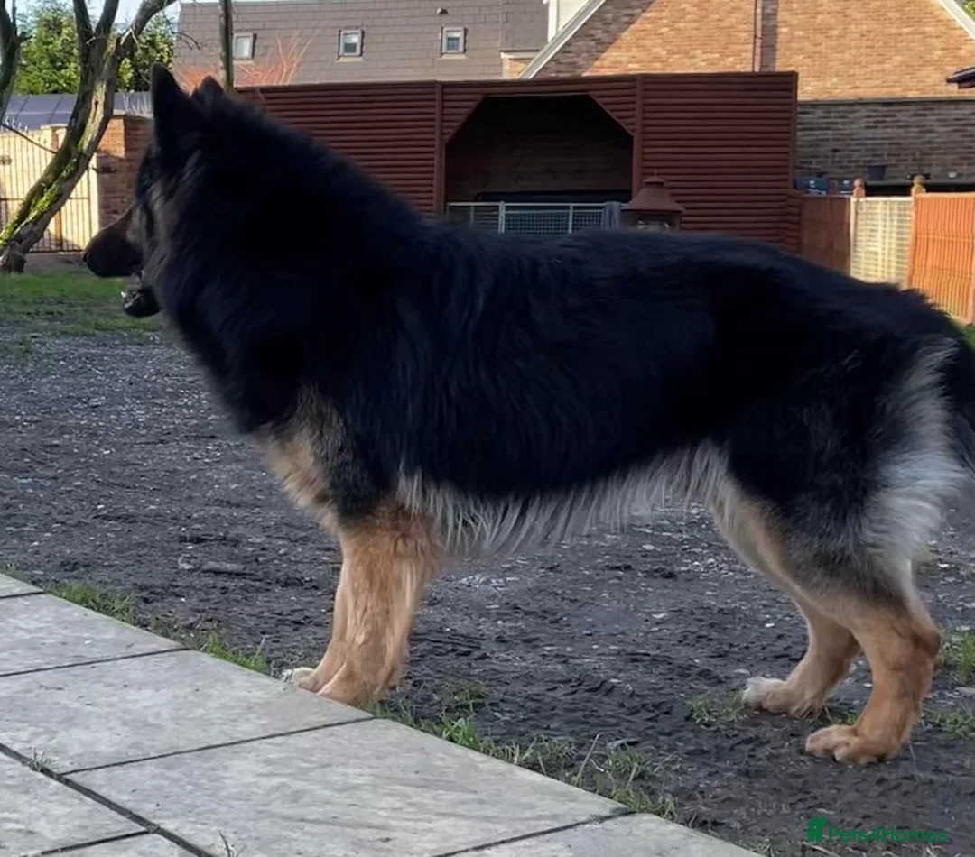 German Shepherd dogs for stud: KC Reg Shadow fully Health Tested at stud in Wisbech - Advert 11