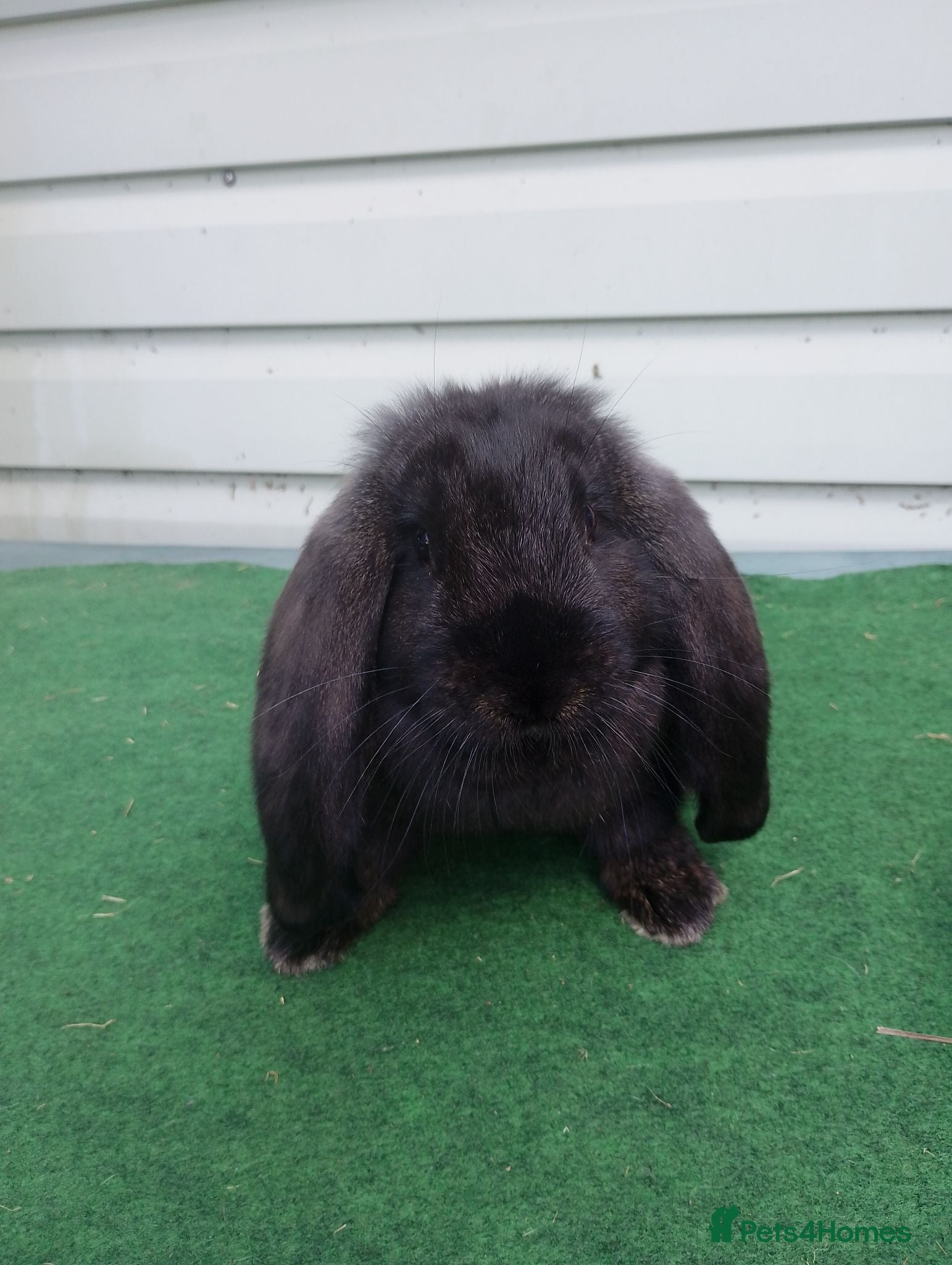 French Lop rabbits French Lop baby to reserve  - Advert 6