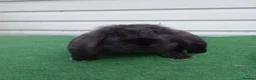 French Lop rabbits for sale: French Lop baby to reserve  - Advert 1