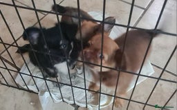 Chihuahua dogs for sale: 3 beautiful boy pedigree chihuahuas - Image 2
