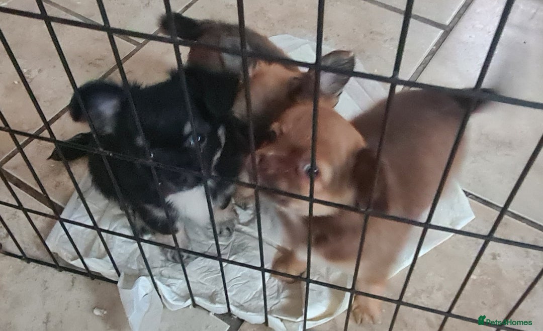 Chihuahua dogs for sale: 3 beautiful boy pedigree chihuahuas - Image 2