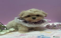 Maltipoo dogs for sale: Luxury Korean F1b maltipoos 😍🐶🐾 - Image 18