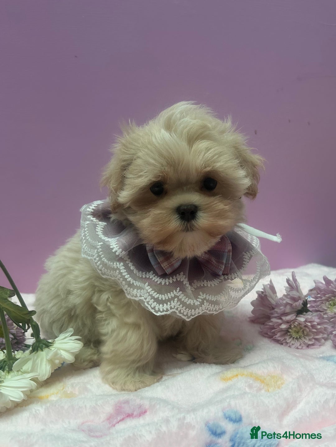Maltipoo dogs for sale: Luxury Korean F1b maltipoos 😍🐶🐾 - Image 18