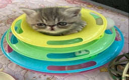 Exotic cats for sale: Exotic pedigree kittens  - Image 1