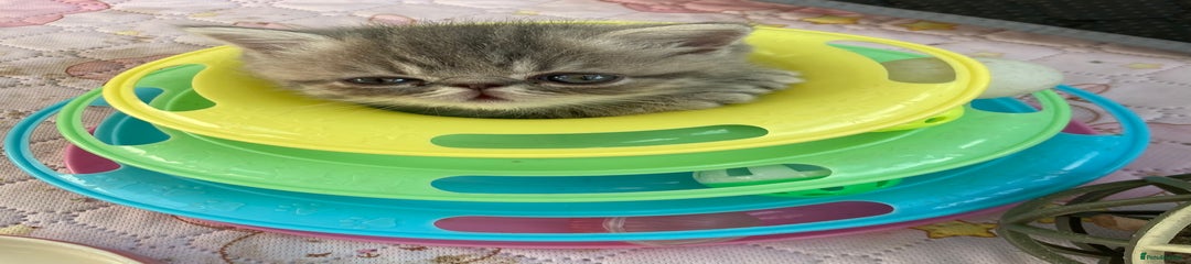 Exotic Kitten 3