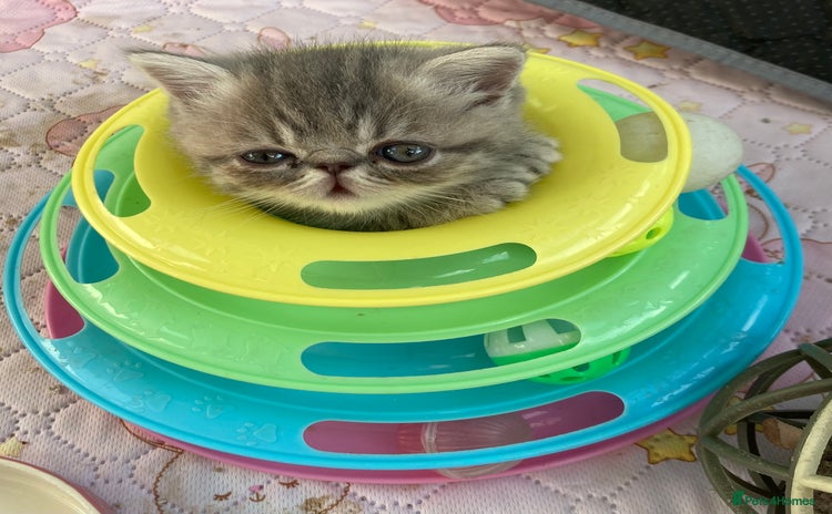 Exotic cats - Advert 2