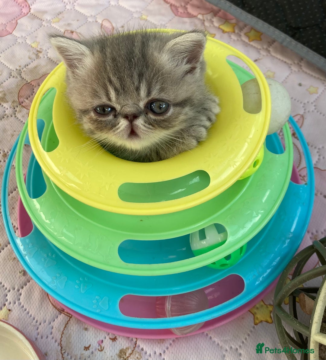 Exotic cats for sale: Exotic pedigree kittens  - Image 1