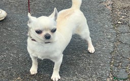 Chihuahua dogs for sale: 6 year old cream smooth coat chihuahua Boy - Image 3