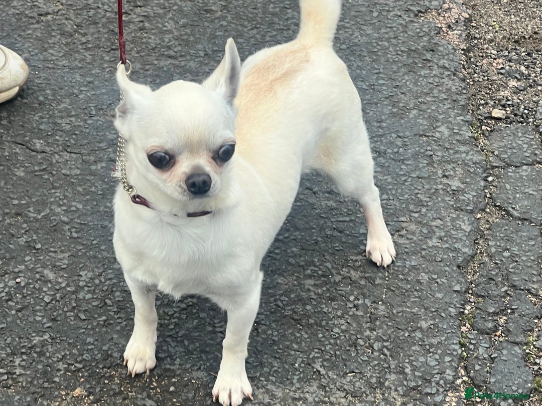Chihuahua dogs for sale: 6 year old cream smooth coat chihuahua Boy - Image 3
