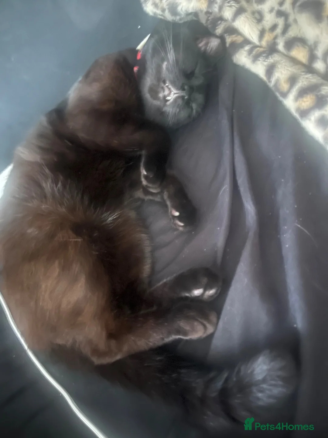 Mixed Breed cats for sale: Travis mixed Birman 8 months  - Advert 2