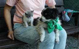 Mixed Breed dogs for adoption: 💖🐶 LOLLY & JOLIE 🐶💖 - Image 24