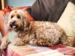 Australian Labradoodle dogs Australian Cobberdog Stud dog from Australia - Advert 2