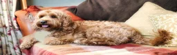 Australian Labradoodle dogs for stud: Australian labradoodle Stud dog from Australia  - Advert 1