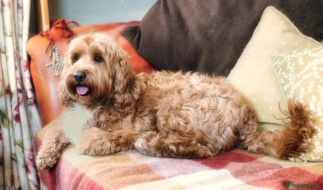 Australian Labradoodle dogs for stud: Australian labradoodle Stud dog from Australia  - Advert 1