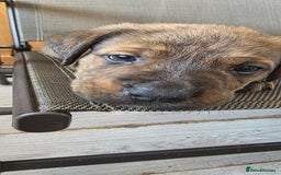 Mixed Breed dogs for sale: Mastiff x Rottweiler  - Image 19