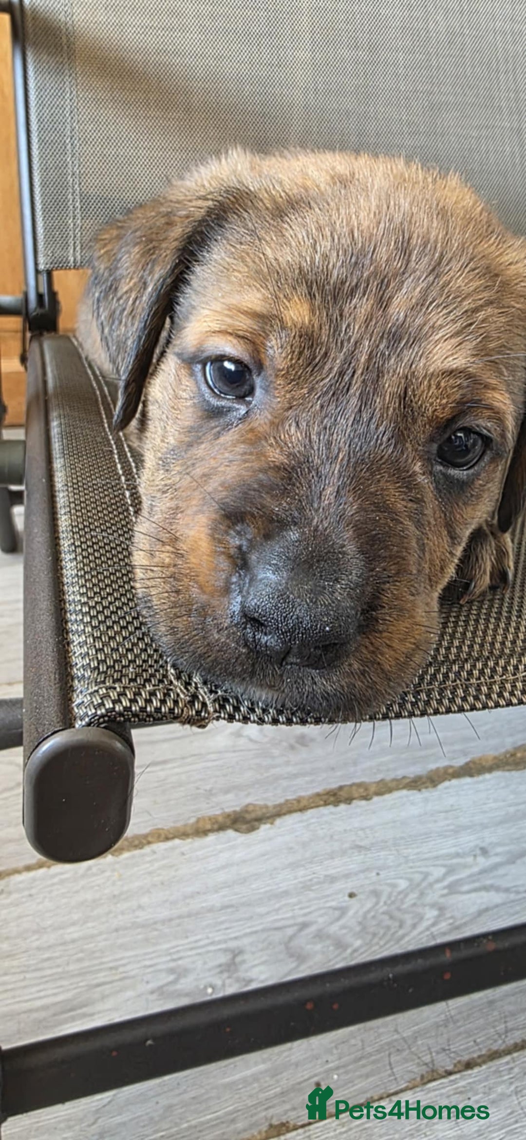 Mixed Breed dogs for sale: Mastiff x Rottweiler  - Image 19