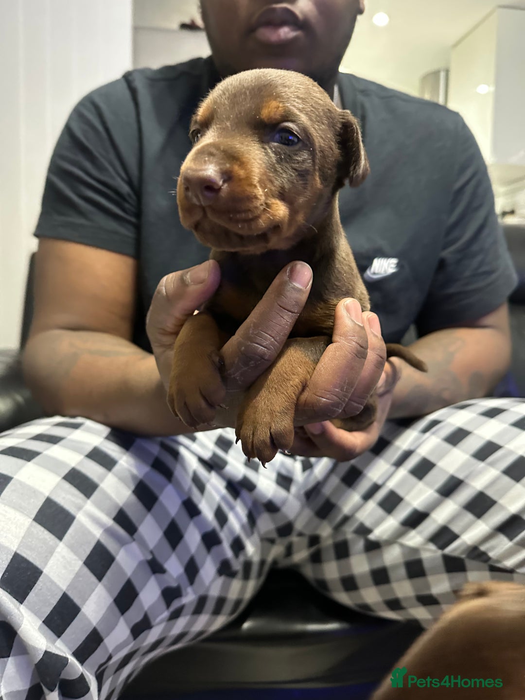 Dobermann dogs for sale: Top quality doberman  - Advert 7