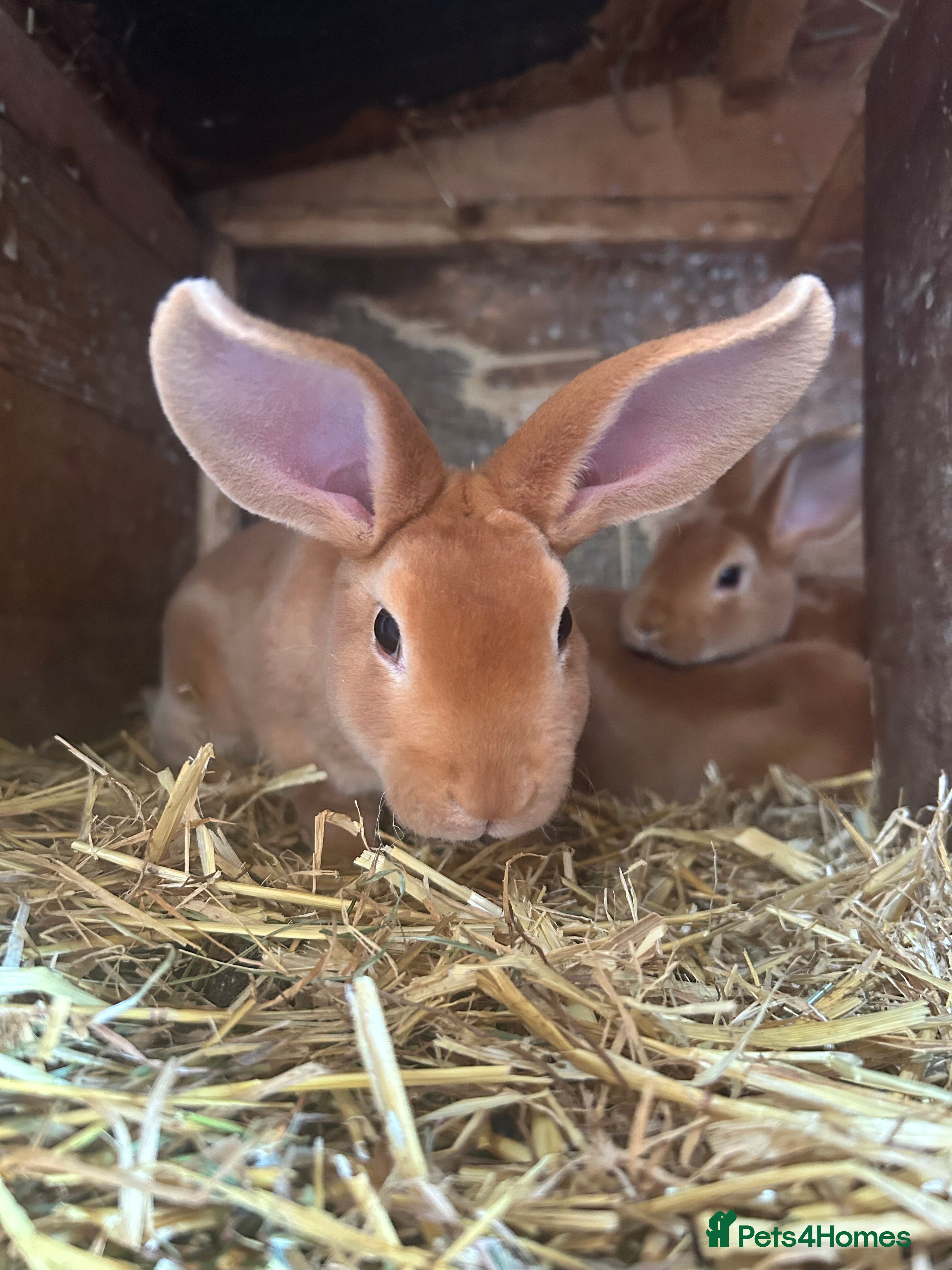 Rex rabbits Red Rex Bunnies for sale 🐰  - Advert 8
