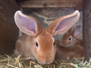 Rex rabbits - Advert 3