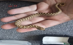 Snake reptiles for sale: Western Hognose Snakes CB25 - Image 3