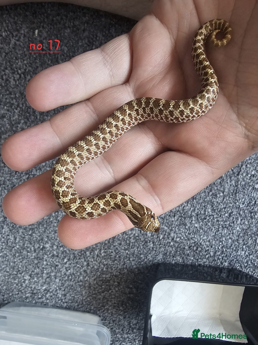 Snake reptiles for sale: Western Hognose Snakes CB25 - Image 3
