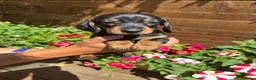 Miniature Dachshund dogs for sale: Stunning KC Pedigree Miniature Dachshund Puppies - Advert 4