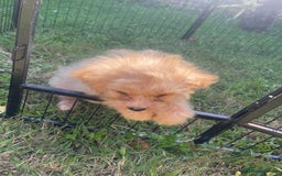Cavapoo dogs for sale: Beautiful cavapoo puppies  - Image 6