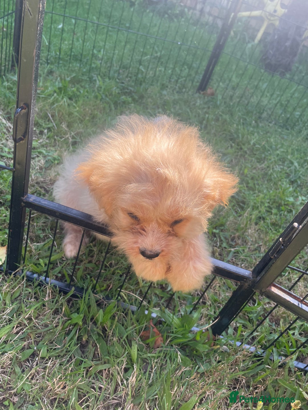 Cavapoo dogs for sale: Beautiful cavapoo puppies  - Image 6