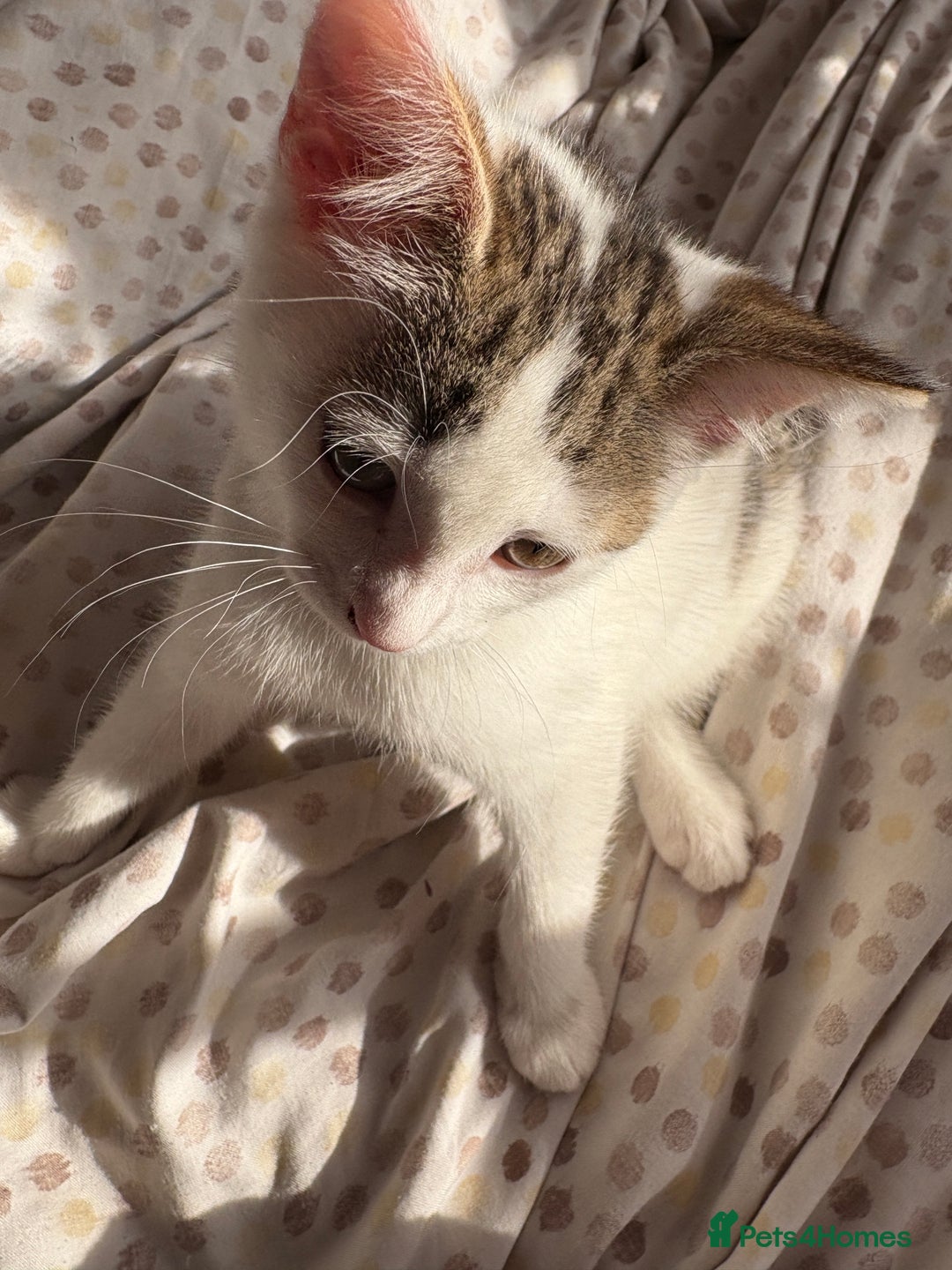 British Shorthair cats for sale: 2 female british shorthair/calico kittens  - Image 2