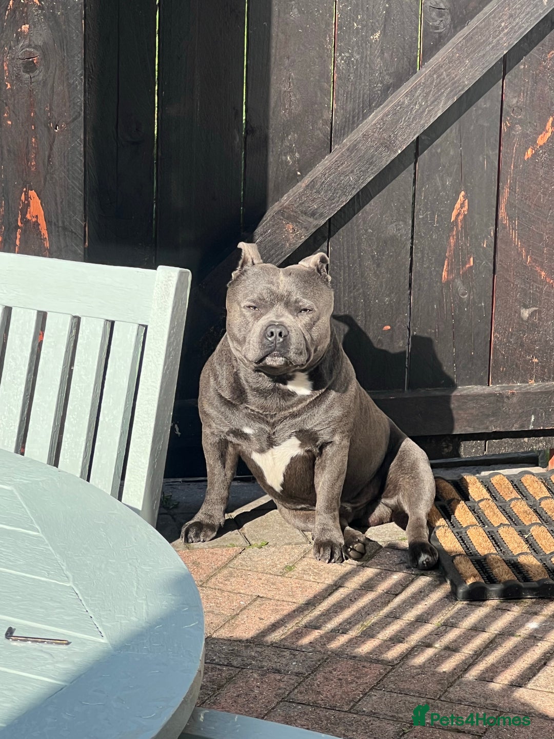 Staffordshire Bull Terrier dogs for stud: Proven KC Blue Boy For Stud in Whitley Bay - Advert 12