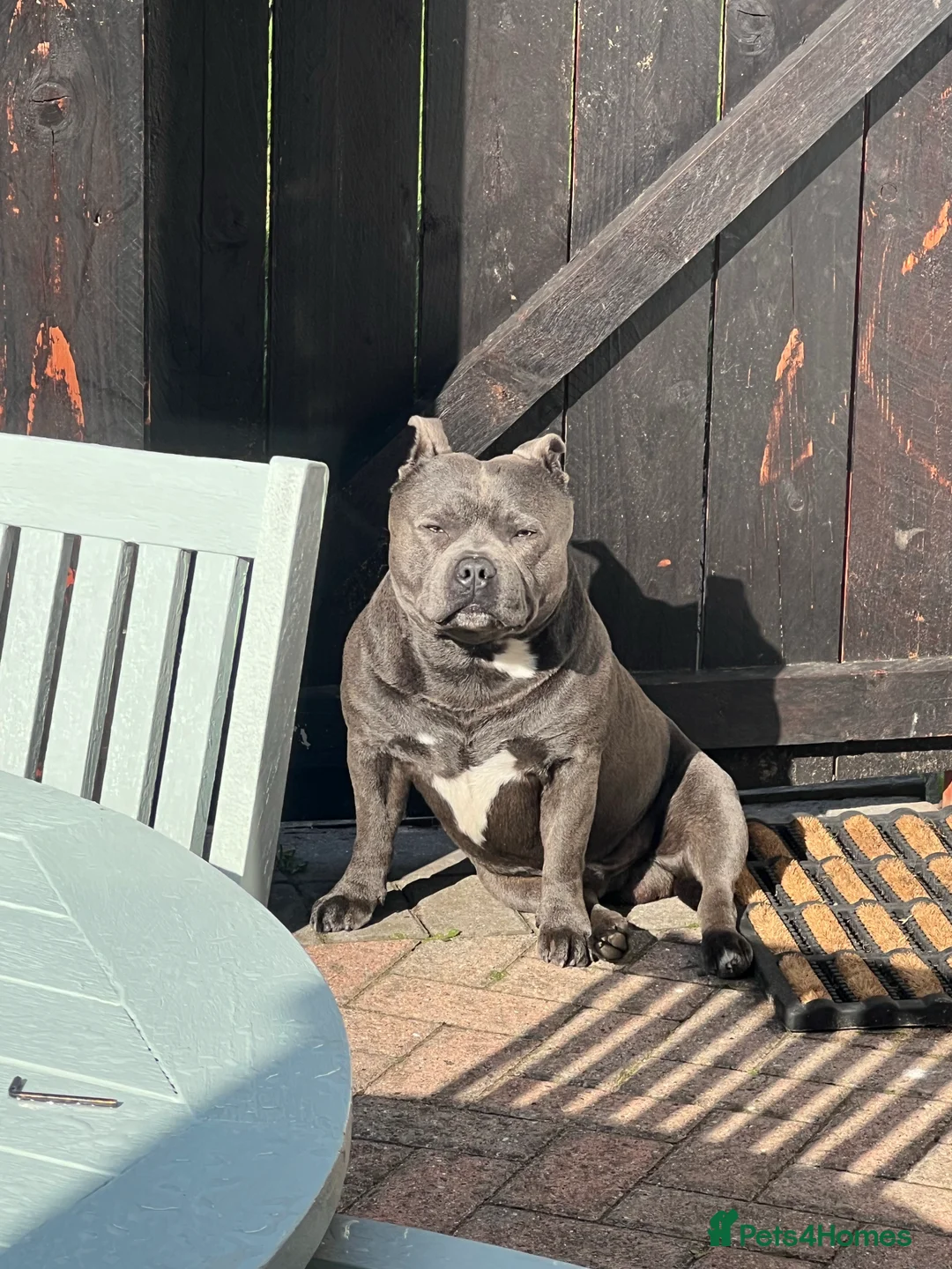 Staffordshire Bull Terrier dogs for stud: Proven KC Blue Boy For Stud in Whitley Bay - Advert 12