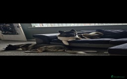Akita dogs for sale: 🐾 American Akita Puppies for Forever Homes 🐾 - Image 5