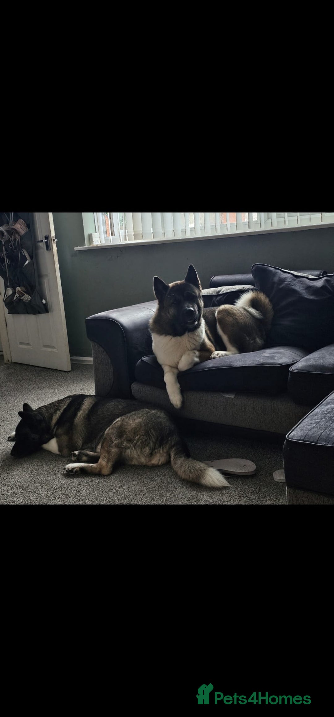 Akita dogs for sale: 🐾 American Akita Puppies for Forever Homes 🐾 - Image 5