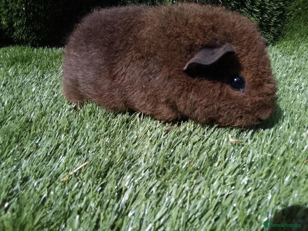 Guinea Pig rodents for sale: Rex guinea pigs  - Advert 17