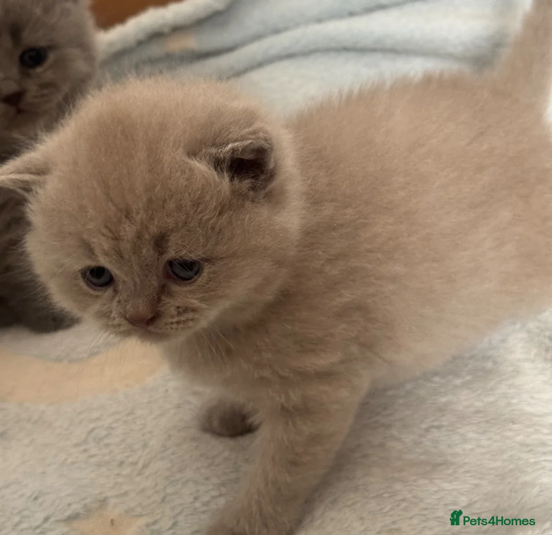 British Shorthair cats for sale: Lovely cute British blue kittens  in Abergavenny - Advert 2