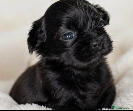 Shih Tzu dogs Health Tested KC Choc Female Black & White Boys - Advert 1