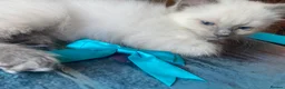 Ragdoll cats for sale: Adorable Ragdolls  - Advert 12