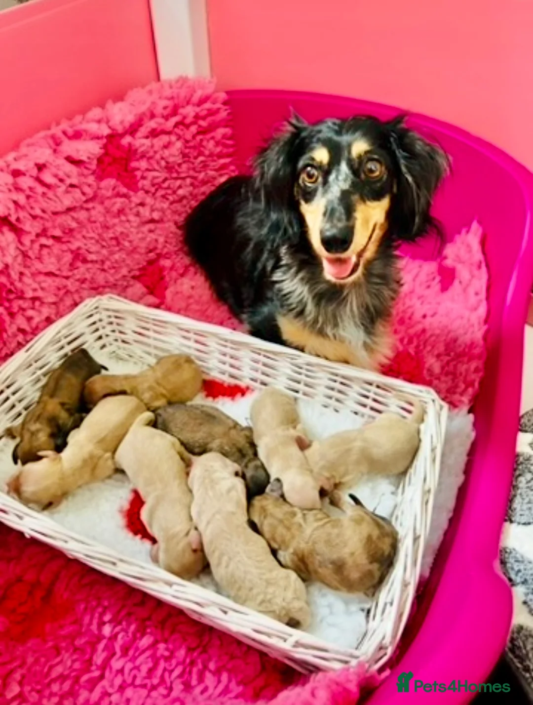 Miniature Dachshund dogs for stud: Cream Miniature Stud  - Advert 14