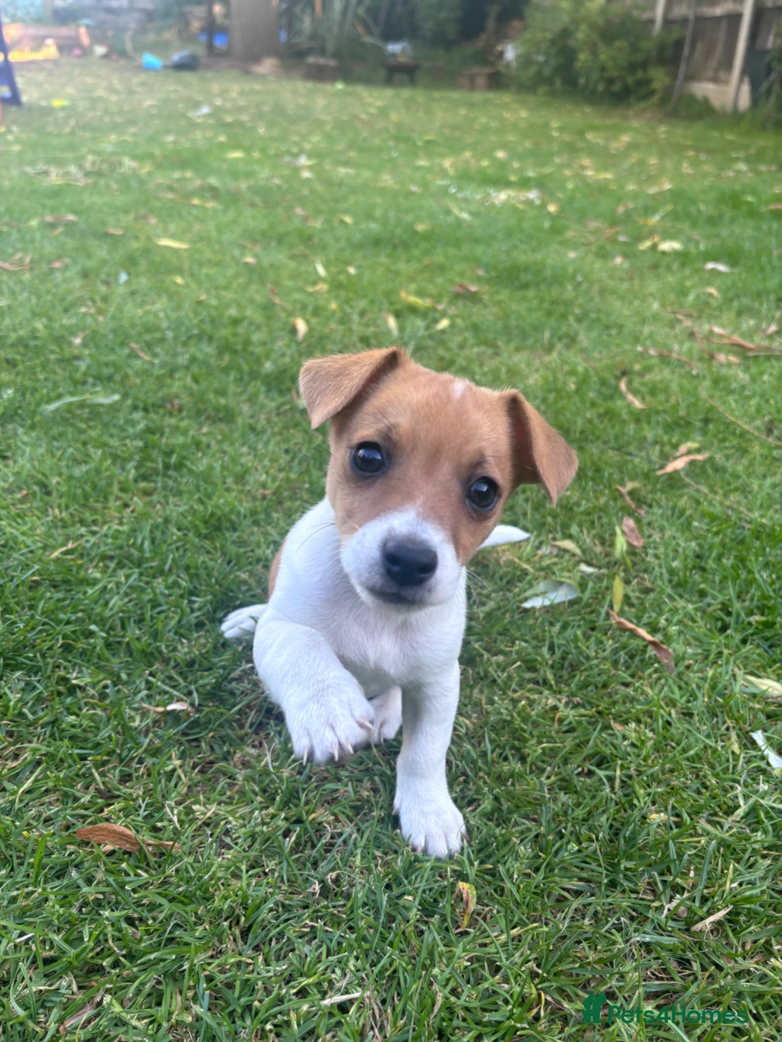 Jack Russell dogs Only one boy left Jack Russell Puppies for Sale 🐶 - Advert 9