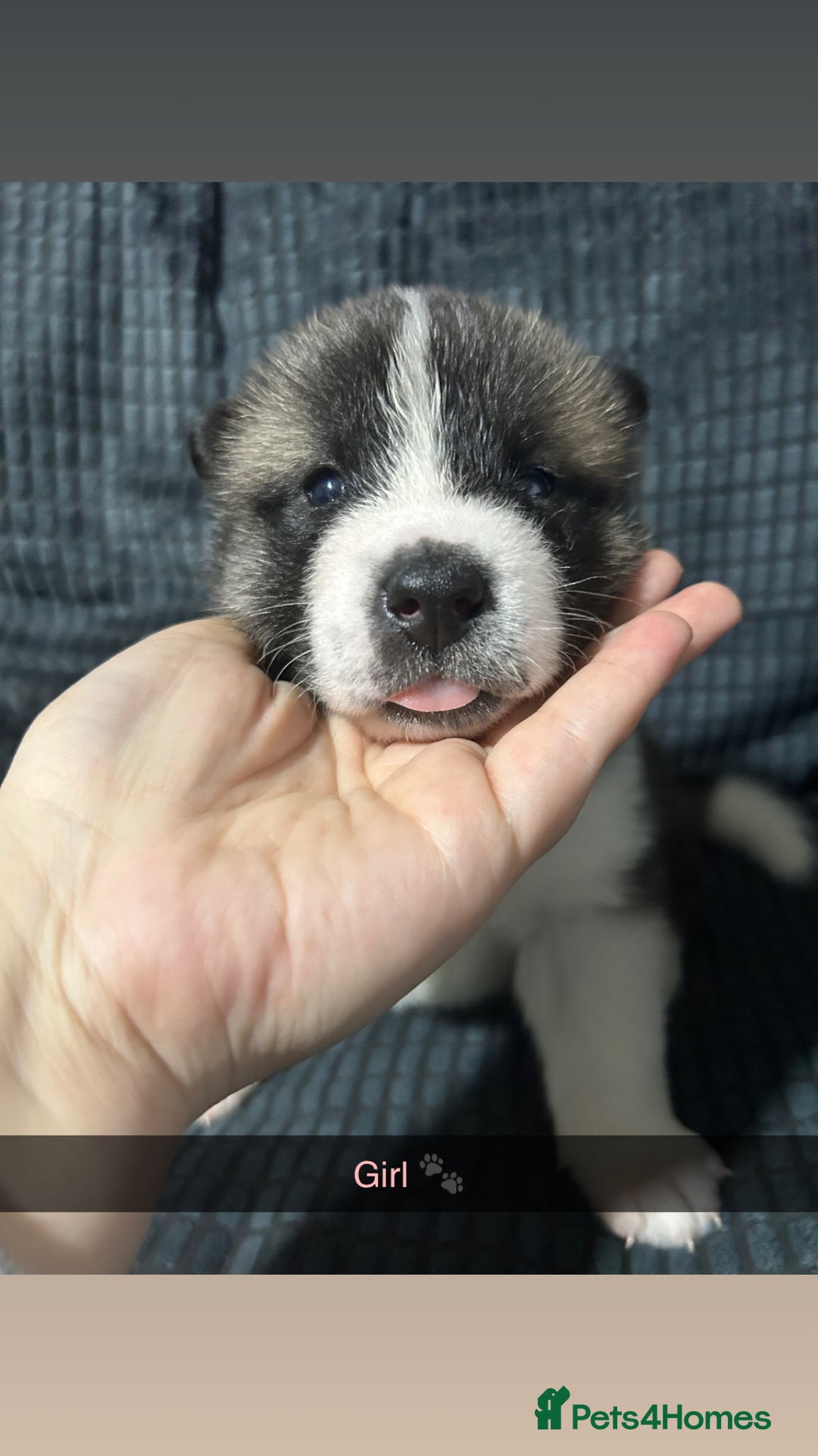 Akita dogs for sale: American Akita puppy’s  - Image 4